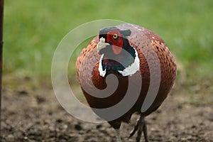 Portrait of a ring necked pheasant