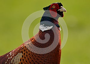 Portrait of a ring necked pheasant