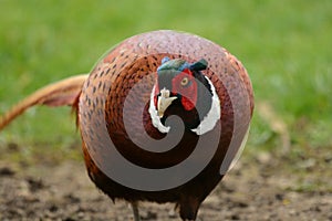 Portrait of a ring necked pheasant