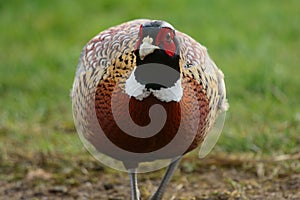 Portrait of a ring necked pheasant