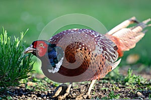 Portrait of a ring necked pheasant