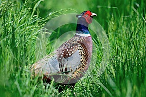 Portrait of a ring necked pheasant