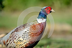 Portrait of a ring necked pheasant