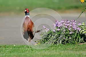 Portrait of a ring necked pheasant