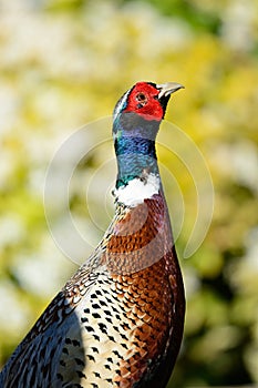 Portrait of a ring necked pheasant