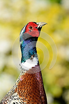 Portrait of a ring necked pheasant