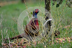 Portrait of a ring necked pheasant