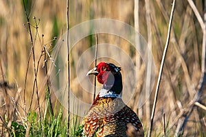 Portrait of Ring Necked Pheasant or Common Pheasant in Tampere, Finland