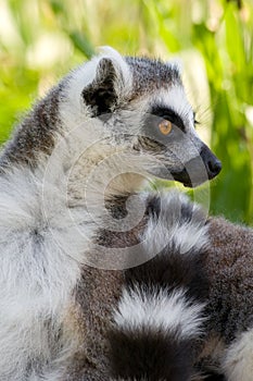 Portrait of a ring tail lemur