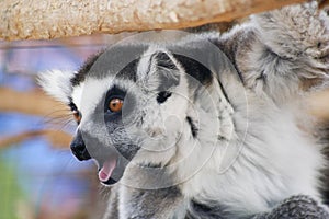 A Portrait of a Ring-tailed Lemur