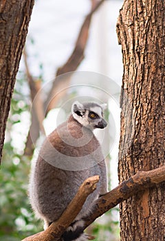 Portrait of ring-tailed lemur lemur catta