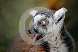 Portrait of ring-tailed lemur catta on the green background photo