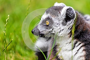 Portrait of ring-tailed lemur catta on the green background photo