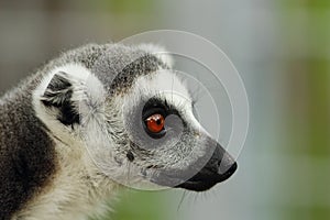 Portrait of ring tailed lemur