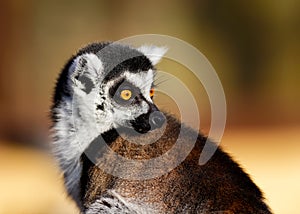 Portrait Of Ring tailed Lemur