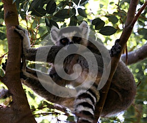 Portrait of the ring-tailed lemur Lemur catta aka King Julien in Anja Community Reserve at Manambolo, Ambalavao, Madagascar