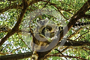 Portrait of the ring-tailed lemur Lemur catta aka King Julien in Anja Community Reserve at Manambolo, Ambalavao, Madagascar