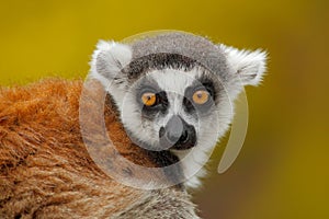 Portrait of Ring-tailed Lemur, Lemur catta, with yellow clear background