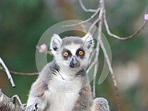 Ring Tailed Lemur Portrait looks directly in lens - Madagascar