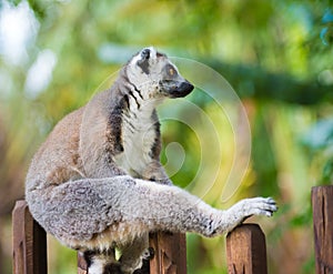 Portrait of Ring-tailed Lemur, native to Madagascar