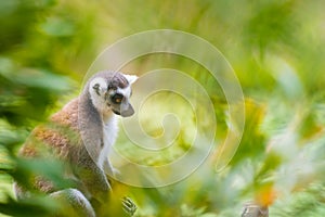 Portrait of Ring-tailed Lemur, native to Madagascar