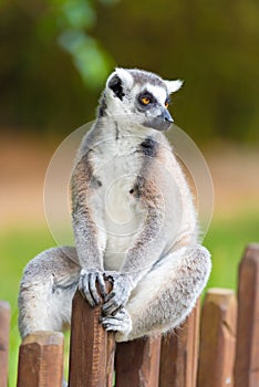 Portrait of Ring-tailed Lemur, native to Madagascar