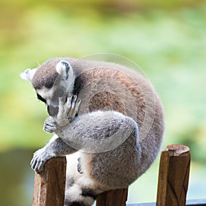 Portrait of Ring-tailed Lemur, native to Madagascar