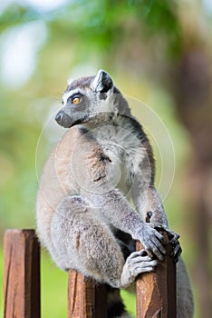 Portrait of Ring-tailed Lemur, native to Madagascar