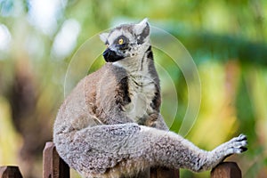 Portrait of Ring-tailed Lemur, native to Madagascar