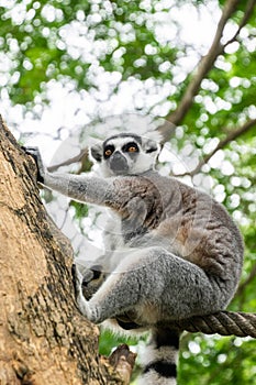 Portrait of Ring-tailed Lemur.