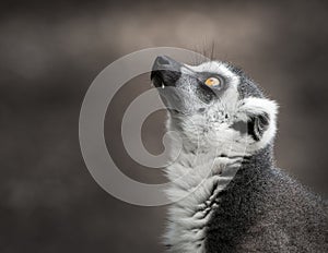 Ring tailed lemur