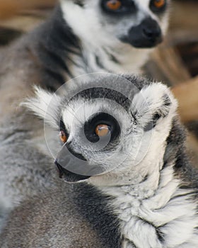 A Portrait of Ring-tailed Lemurs