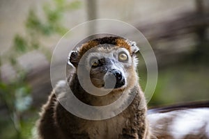 Portrait of a ring tailed Maki Catta lemur with big orange eyes. Madagascar lemur