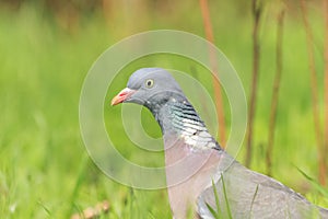 Portrait ringdove in green grass
