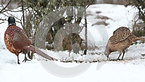 Portrait Ringneck Pheasant, Phasianus colchicus. Close up Snow is falling