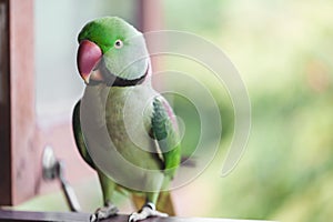 Portrait of Ringnecked Parakeet