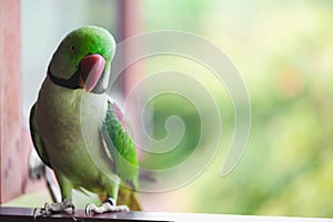 Portrait of Ringnecked Parakeet