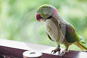 Portrait of Ringnecked Parakeet