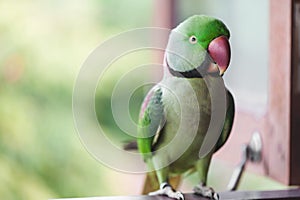 Portrait of Ringnecked Parakeet