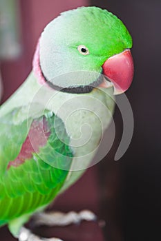 Portrait of Ringnecked Parakeet