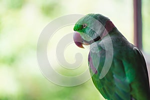 Portrait of Ringnecked Parakeet