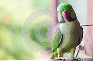 Portrait of Ringnecked Parakeet