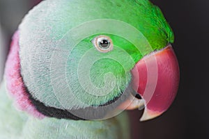Portrait of Ringnecked Parakeet