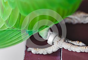 Portrait of Ringnecked Parakeet