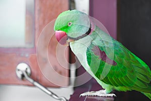 Portrait of Ringnecked Parakeet