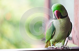 Portrait of Ringnecked Parakeet