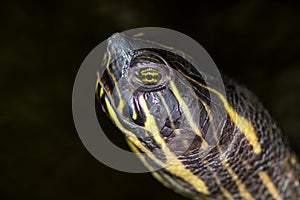 A portrait of a river Pseudemys concinna with yellow ey photo