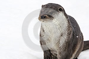 Portrait of a river European otter on a background of white snow