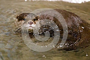 Portrait of a river otter swimming close