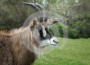 Portrait of a roan antelope